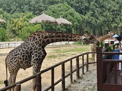 -北京野生动物园