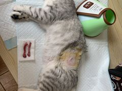 -乐派堂宠物医院·猫友好· 心脏科(东街店)