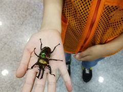 -上海大自然野生昆虫馆