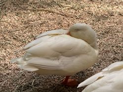 -Zoolung Zoolung动物主题公园(海信广场店)