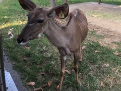 -清迈夜间动物园