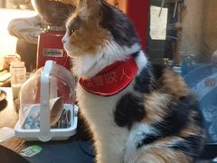 -猫色咖啡·猫咖