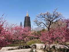 -红梅公园
