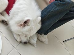 -怪兽屋·羊驼·猫咖·狗咖(俊华广场店)