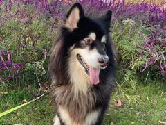 -PETKIT小佩宠物(古北店)