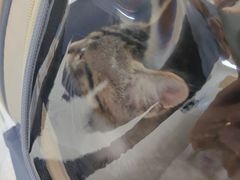 -纳吉亚猫专科动物医院·北北分院