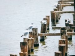 -哈素海