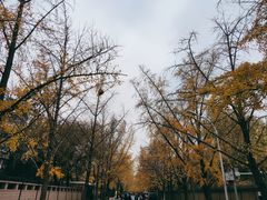 -三里屯东五街银杏大道