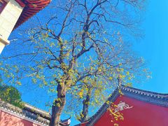 -长春观