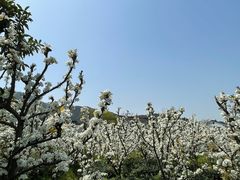 -树山生态村