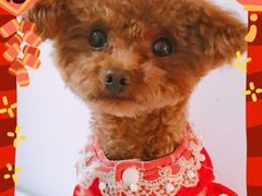 -瑞鹏宠物医院·猫科·宠保定点(梅溪湖分院)