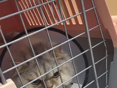 -瑞派康怡24h宠物医院·犬猫医疗中心·微创绝育(瑞景分院)