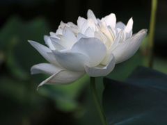 -清晏园