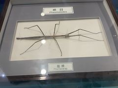 -上海昆虫博物馆