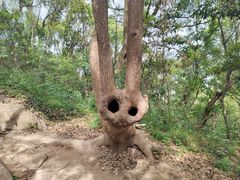 -上海佘山国家森林公园天马山园