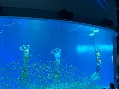 -合肥海洋世界