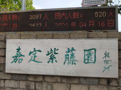 -嘉定紫藤园