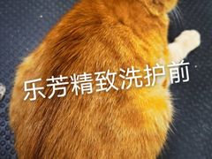 -汪小喵宠物·戴维斯乐芳希施宠馨宝皮毛调理洗护店