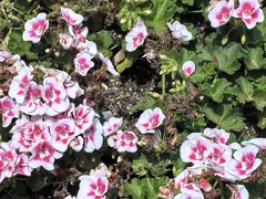 -徐家汇源景区-衡山公园