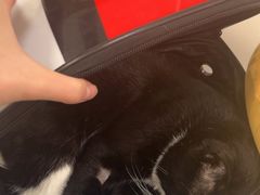 -美联众合动物医院·24h京西诊疗中心