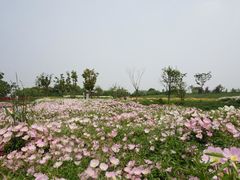 -同里国家湿地公园