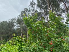 -樱桃山旅游景区