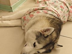 -怪兽屋·羊驼·猫咖·狗咖(俊华广场店)