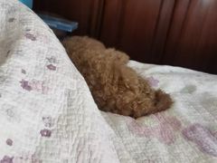 -波姐宠物家庭寄养