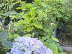 -蘇锦宴·淮扬菜烤鸭·小院(三元桥霄云路店)