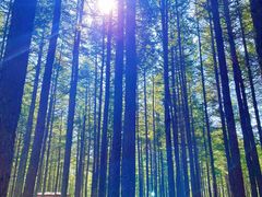 -塞罕坝国家级自然保护区