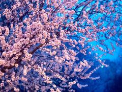 -桃花堤公园