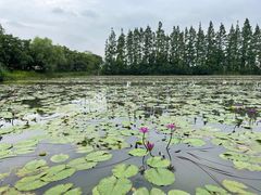 -上海长兴岛郊野公园