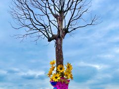 -杭州湾海上花田景区