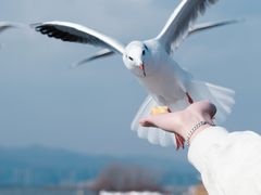 -海埂大坝
