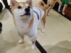 -逗柴咖啡屋·狗咖猫咖宠物桌游