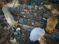 -北京西山国家森林公园