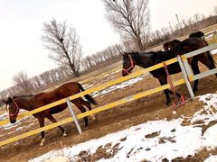 -月河湾马术俱乐部(朝阳店)