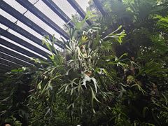 -深圳仙湖植物园
