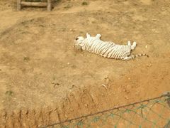 -石家庄市动物园