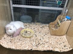-藦茜花园宠物主题亲子互动体验馆(国顺东路店)