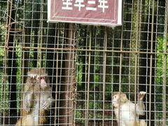 -武陵山森林公园