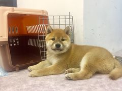 -Nirvana fitness私教健身工作室(古城店)