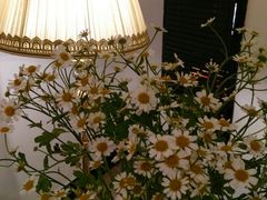 -潮隐·东园现代潮菜