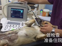 -小叮当动物医院·骨科·眼科