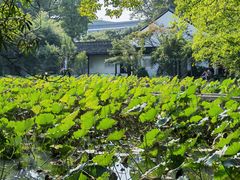 -上海醉白池公园
