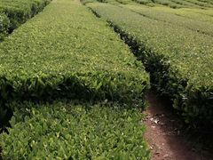 -雪绿茶博物馆