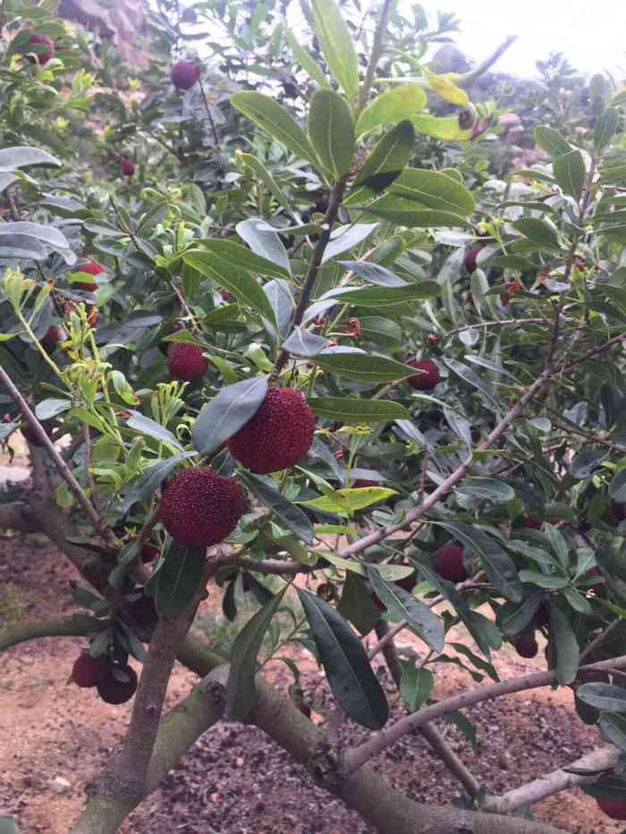 农家乐自摘杨梅-"每年六月,龙海浮宫杨梅就熟了.此时如果你.