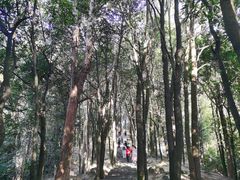 -火炉山森林公园