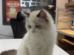 -御宝贝·A梦猫科宠物医院(国际猫友好医院)