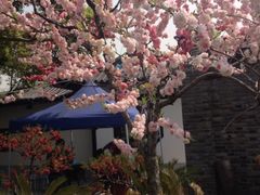 iphone_upload_pic-南汇桃花村